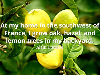 Alain Ducasse Quote At my home in the southwest of France, I grow oak, hazel, and lemon trees in my backyard