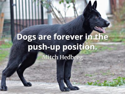 Mitch Hedberg quote Dogs are forever in the push-up position