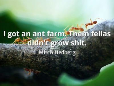 Mitch Hedberg quote I got an ant farm. Them fellas didn't grow shit