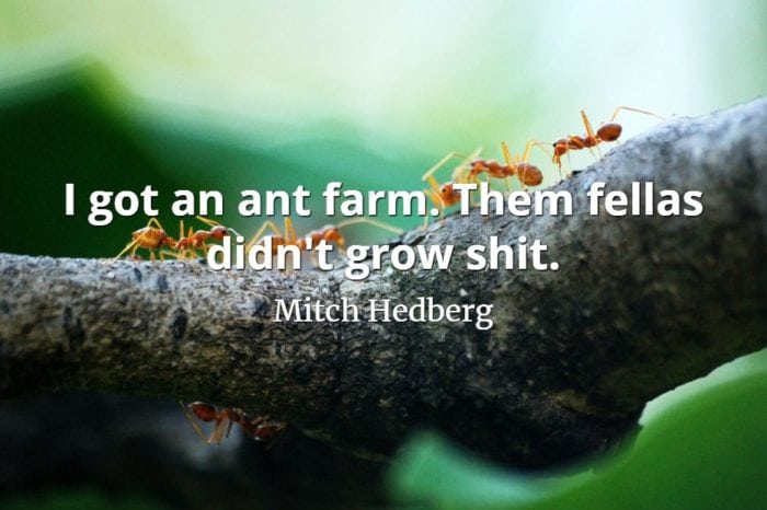 Mitch Hedberg quote I got an ant farm. Them fellas didn't grow shit