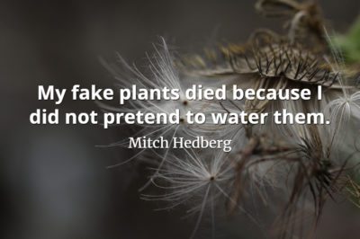 Mitch Hedberg quote My fake plants died because I did not pretend to water them
